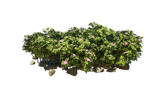 Cutout rock surrounded by flowers. Garden design isolated on white background. Flowering shrub and green plants for landscaping. Decorative shrub and flower bed.