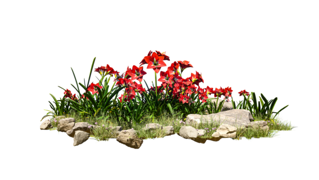 flower bush tree isolated on white.