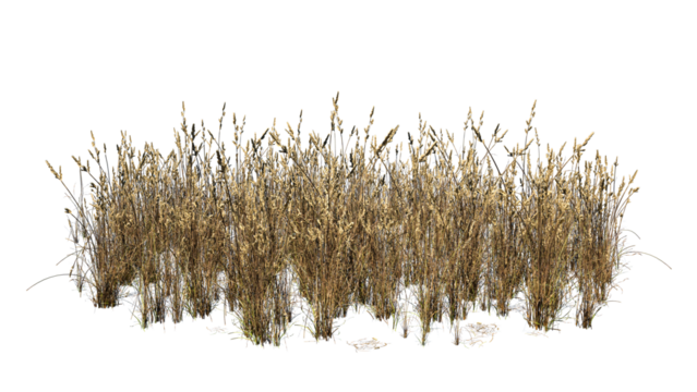 Cocksfoot glass isolate on white background