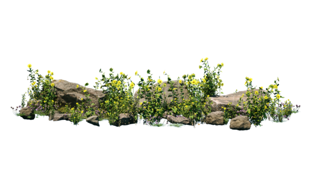 Cutout rock surrounded by yellow flowers. Garden design isolated on white background. Flowering shrub and green plants for landscaping. Decorative shrub and flower bed.