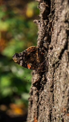butterfly on a tree