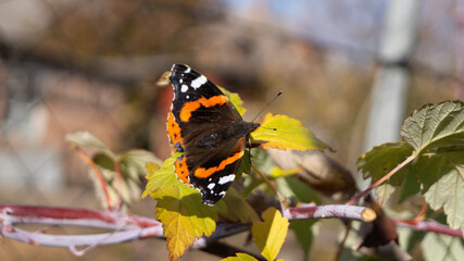 butterfly on a flower