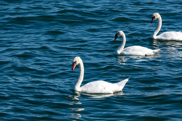 Three White Swans Floating on Lake Ontario, Canada