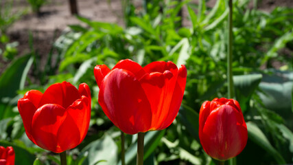 red tulips