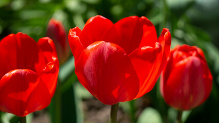 red tulips in the garden
