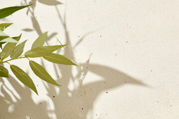 Light background with leaves shadows. Aesthetic backdrop with concrete wall and harsh shadow and green leaves. Trendy background with natural element. Nature mockup. Empty walls space