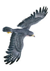 Fototapeta na wymiar 3D Rendering Falcon Bird on White