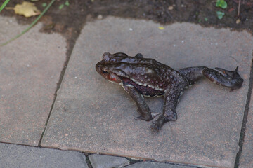 東京港区赤坂5丁目のカエル