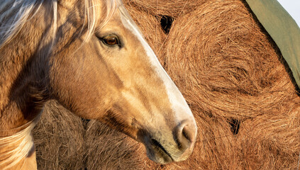 The head of a palomino horse on the background of baled hay. Horse nutrition concept