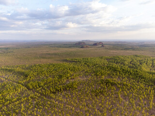 undergrowth and sparse vegetation of the Brazilian savanna, the cerrado of Tocantins