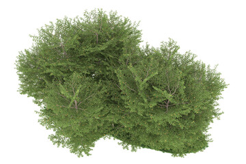 Forest on transparent background. 3d rendering - illustration