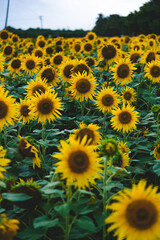 Sunflower flower Farming Stock Images.