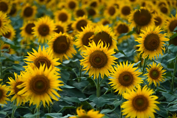 Sunflower flower Farming On Agriculture Field. Sunflower Flowers Stock Images.