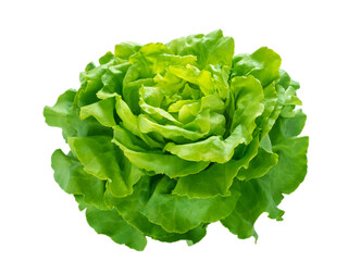 Green lettuce salad head isolated transparent png
