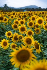 Sunflower flower Farming On Agriculture Field. Sunflower Flowers Stock Images.
