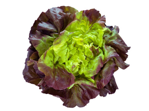 Purple green lettuce salad head top view isolated transparent png