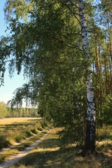 Na skraju lasu © Ireneusz