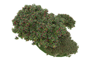 Forest on transparent background. 3d rendering - illustration © Elscar Studios