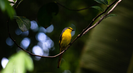 Beautiful picture of a female minivet bird resting on a small twig with a blurry background