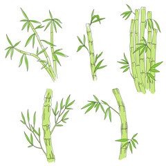 Naklejka premium Bamboo plant. Bambos leaves and stalk. Vector line. Editable outline stroke thickness. Color Illustration.