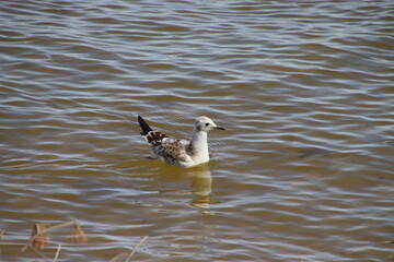 duck on the water