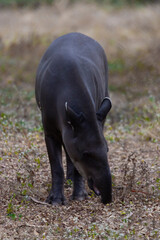 The  tapir (Acrocodia indica), also called the Asian, Asiatic, Oriental, Indian or piebald tapir standing in green with a green background.