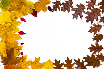 Oval frame made of autumn yellow, red and brown maple, oak and wild grapes leaves isolated on white background.