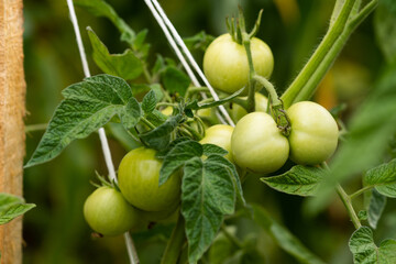Tomato plants in greenhouse Green tomatoes plantation. Organic farming, young tomato plants growth in greenhouse