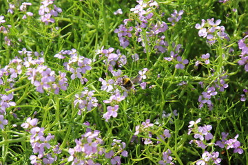 flowers in the garden