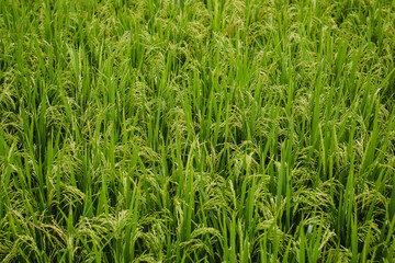 Texture of green fields of rice.