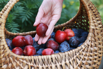 The girl's hand puts plums in a basket. Wicker basket with ripe juicy plums, against the backdrop of nature. Fruit harvest. Selective focus, close up photo