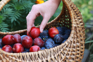 The girl's hand puts plums in a basket. Wicker basket with ripe juicy plums, against the backdrop...
