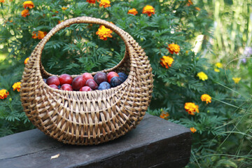 Fresh ripe plums in a wicker basket on a wooden bench in the garden close-up. Fruit harvest