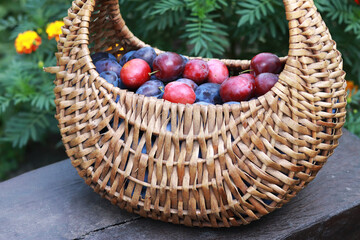 Fototapeta na wymiar Fresh ripe plums in a wicker basket on a wooden bench in the garden close-up. Fruit harvest