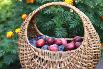 Fototapeta na wymiar Wicker basket with ripe juicy plums, against the backdrop of nature. Fruit harvest. Selective focus, close up photo