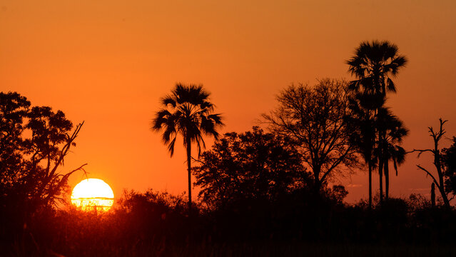 Real fan palm or Makalani palm (Hyphaene petersiana) at sunset .Okavango Delta. Botswana
