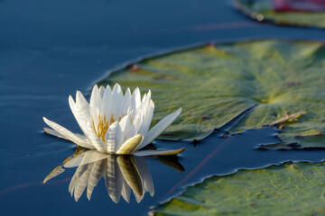 Blue lotus, star lotus, red and blue water lily or blue star water lily (Nymphaea nouchali, or...