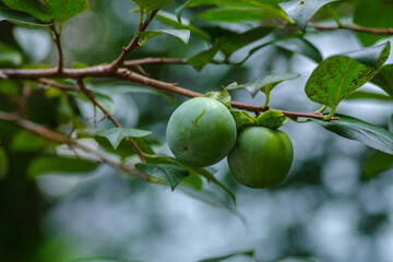 東京港区赤坂5丁目に柿が実る8月