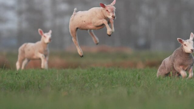 Energetic lambs on green pasture jumps and runs around, slowmo tracking