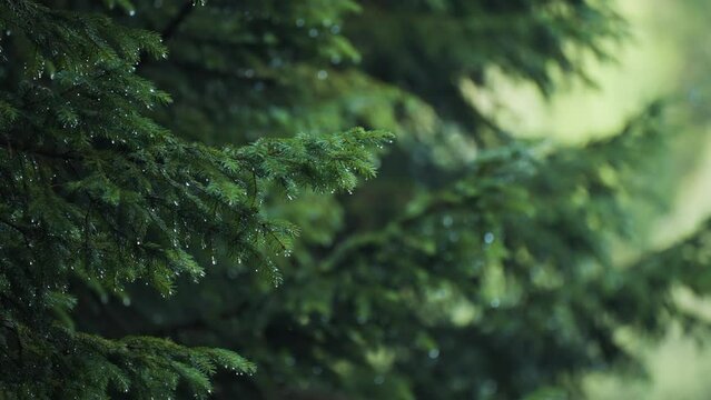 Raindrops on the pine tree branches after the rain. Close-up shot, pan right.