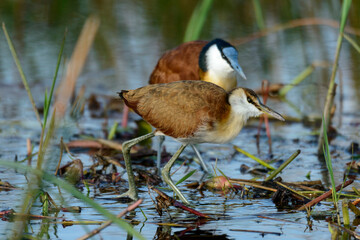 African jacana (Actophilornis africanus) adult and juvenile. Okavango Delta. Botswana