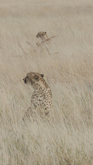 Two cheetah sitting in long grass, one behind the other © Matthew