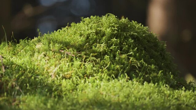 A close-up shot of the moss-covered forest floor with a blurry background.