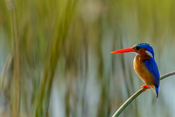Malachite kingfisher (Corythornis cristatus). Okavango Delta. Botswana