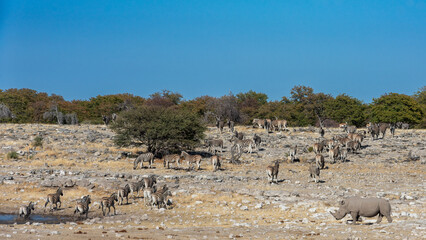 Rhino walking to a waterhole, zebra walking away