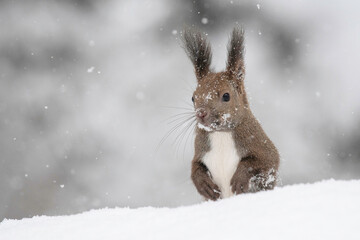 雪の中でたたずむエゾリス