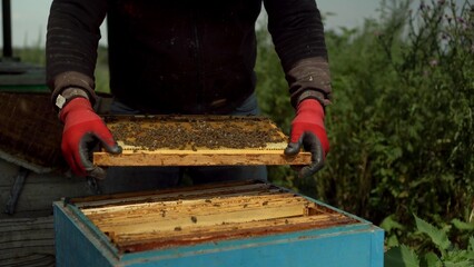 An experienced beekeeper takes out a frame with combs from the hive and inspects. Many bees on honeycombs. Apiary in the field.