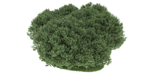 Obraz premium Forest on transparent background. 3d rendering - illustration