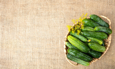 Autumn or summer background. Harvest of fresh cucumbers in a wicker basket on a table covered with burlap