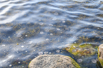 Jellyfish in shallow water